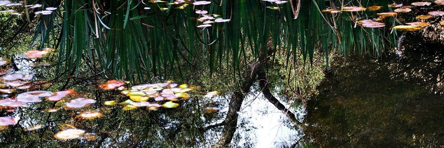 Pond Reflection