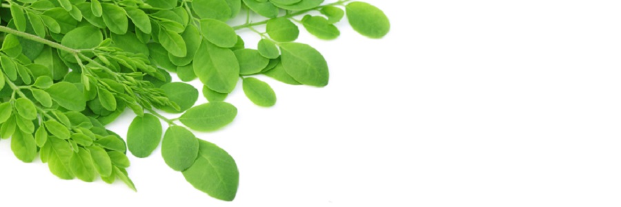 Moringa Oleifera leaves
