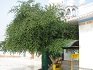 Gurdwara Sri Jyotisar Sahib