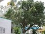 Gurdwara Sri Nanaksar Sahib Verka