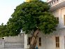 Gurdwara Sri Nim Sahib