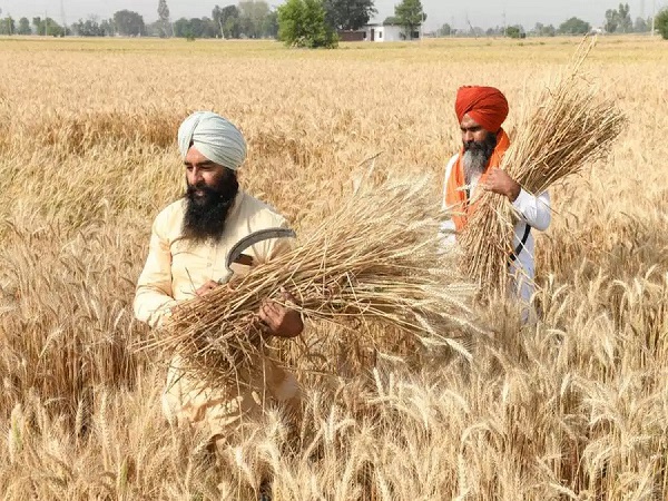 Sikh farmers