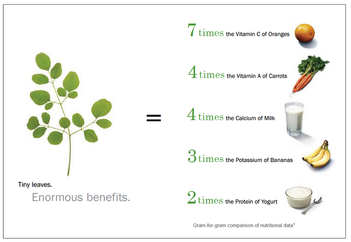 moringa