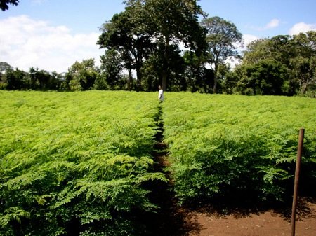 Moringa just before harvest