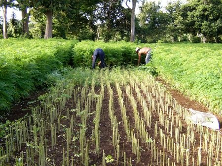 Moringa harvesting