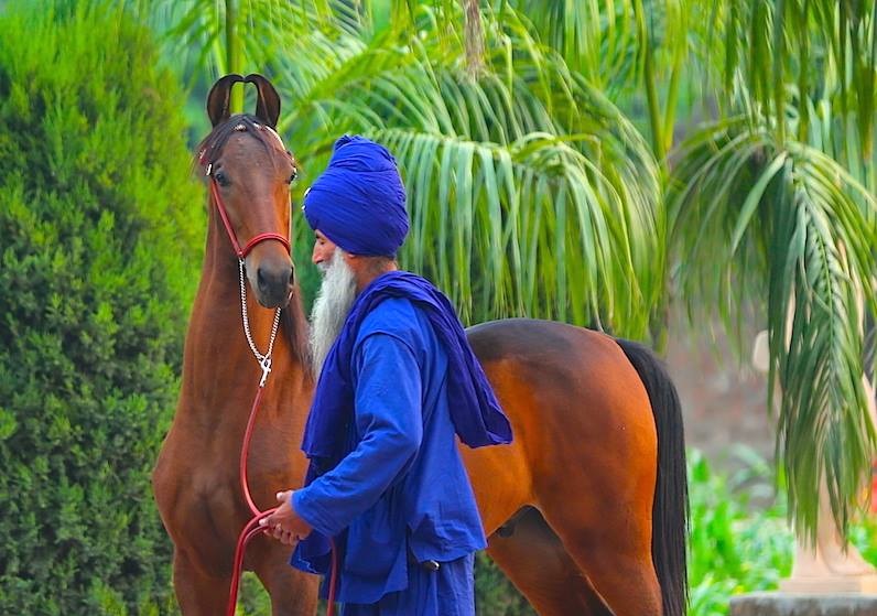 Sikh Horse