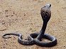 Deadly King Cobra